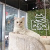 Top Animal and Pet Cafés in the UAE